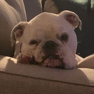 Meet your Posher, Jake